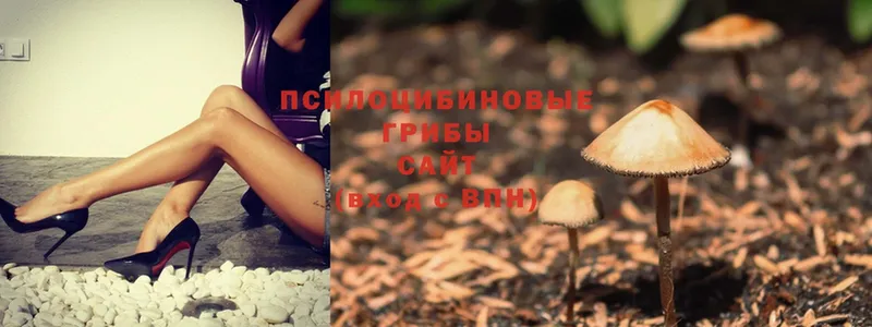 Галлюциногенные грибы мицелий  Ардатов 
